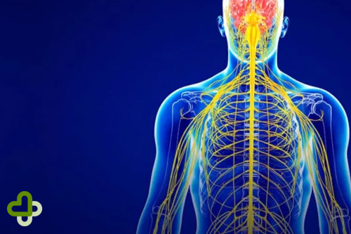 Патогенез Центральная нервная система человека